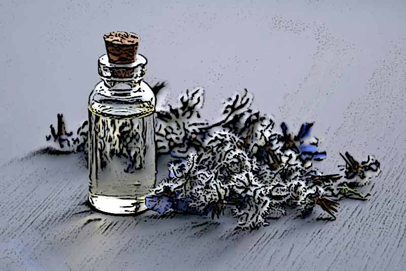 essential oil lavender